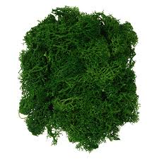 Attēlu rezultāti vaicājumam “moss”