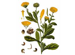 Attēlu rezultāti vaicājumam “Calendula officinalis flower”