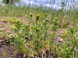 Attēlu rezultāti vaicājumam “Matricaria discoidea flower”