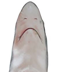 Image result for Alopias pelagicus