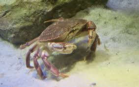 Image result for Cancer borealis