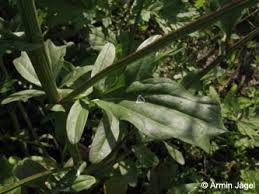 Attēlu rezultāti vaicājumam “Barbarea vulgaris subsp. arcuata”