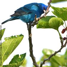 Image result for Passerina cyanea