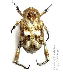 Attēlu rezultāti vaicājumam “Hoplia parvula”