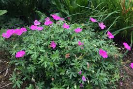 Attēlu rezultāti vaicājumam “Geranium sanguineum”
