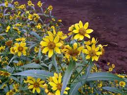 Attēlu rezultāti vaicājumam “Bidens cernua flower”