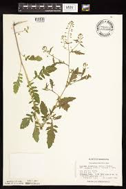 Attēlu rezultāti vaicājumam “Rorippa palustris”