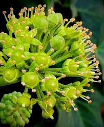 Attēlu rezultāti vaicājumam “Hedera helix  flower”