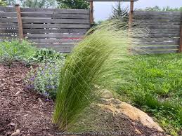 Attēlu rezultāti vaicājumam “Najas tenuissima leaf”