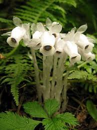 Image result for ギンリョウソウ