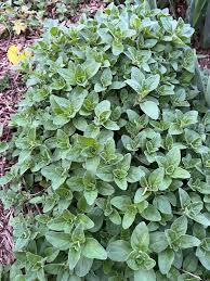 Image result for Oregano