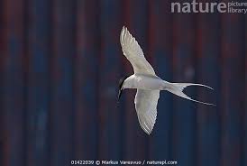 Image result for Sterna dougallii