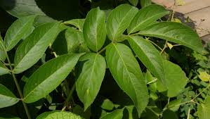 Attēlu rezultāti vaicājumam “Sambucus nigra leaf”