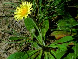 Attēlu rezultāti vaicājumam “Pilosella officinarum leaf”