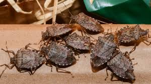 Attēlu rezultāti vaicājumam “Badhamiopsis macrospora”