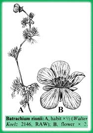 Attēlu rezultāti vaicājumam “Batrachium”