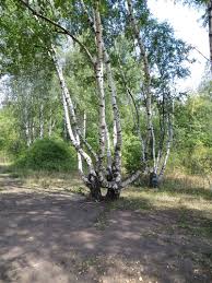 Attēlu rezultāti vaicājumam “Betula pendula var. carelica”