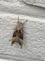 Attēlu rezultāti vaicājumam “Phlogophora meticulosa”