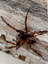 Attēlu rezultāti vaicājumam “Larinioides cornutus male”