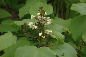 Attēlu rezultāti vaicājumam “Catalpa ovata”