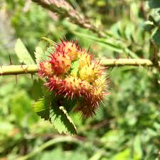 Attēlu rezultāti vaicājumam “Diplolepis bicolor”