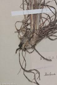 Attēlu rezultāti vaicājumam “Koeleria glauca leaf”