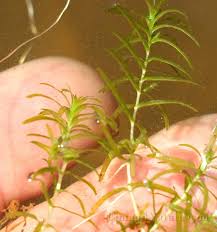 Attēlu rezultāti vaicājumam “Callitriche hermaphroditica”