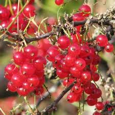 Attēlu rezultāti vaicājumam “Ribes rubrum fruit”