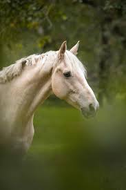 Afbeeldingsresultaat voor paarden