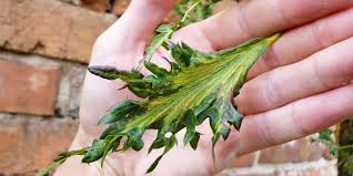 Attēlu rezultāti vaicājumam “Tilia x moltkei leaf”