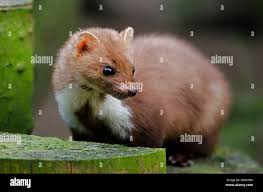 Attēlu rezultāti vaicājumam “Martes foina”