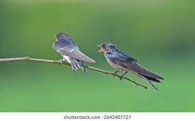 Attēlu rezultāti vaicājumam “Hirundo rustica juvenile”