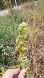 Attēlu rezultāti vaicājumam “Lophozia capitata”