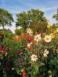 Image result for Priona Tuinen