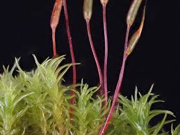 Attēlu rezultāti vaicājumam “Didymodon rigidulus sporophyte”