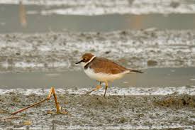 Attēlu rezultāti vaicājumam “Charadrius dubius”