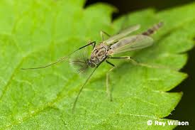 Attēlu rezultāti vaicājumam “Chironomidae”
