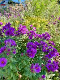 Image result for Aster