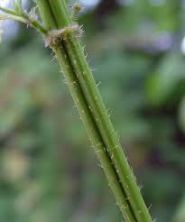 Attēlu rezultāti vaicājumam “Urtica dioica fruit”