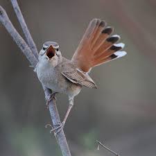 Image result for Cercotrichas galactotes