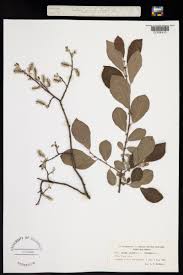 Attēlu rezultāti vaicājumam “Salix aurita”