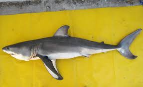 Image result for Carcharodon carcharias