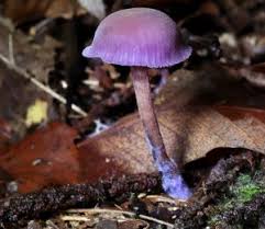 Attēlu rezultāti vaicājumam “Laccaria amethystina”