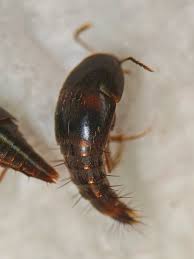 Attēlu rezultāti vaicājumam “Sepedophilus sp.”