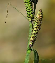 Attēlu rezultāti vaicājumam “Carex cespitosa”