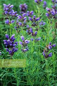 Attēlu rezultāti vaicājumam “Dracocephalum ruyschiana”