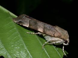 Attēlu rezultāti vaicājumam “Noctua fimbriata imago”