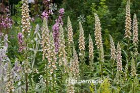 Image result for Digitalis ferruginea