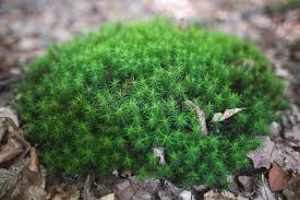 Attēlu rezultāti vaicājumam “Polytrichum strictum”