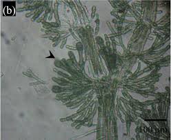 Attēlu rezultāti vaicājumam “Batrachospermum moniliforme”